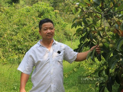 Trồng hồng đặc sản, một người Lạng Sơn được bình chọn là Nông dân Việt Nam xuất sắc 2022