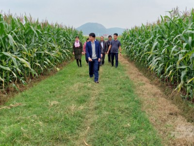 Trồng ngô sinh khối: Mũi tên trúng nhiều đích