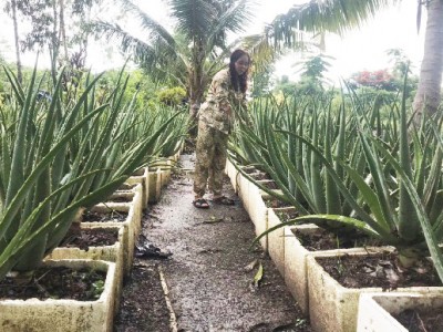 Trồng thứ cây cảnh này trong thùng xốp đặt quanh nhà, phụ nữ Cà Mau vừa được ngắm, chăm nhàn, bán lá ra tiền