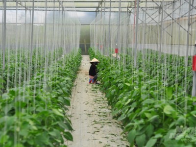 Trồng ớt baby công nghệ cao đút túi hàng trăm triệu đồng