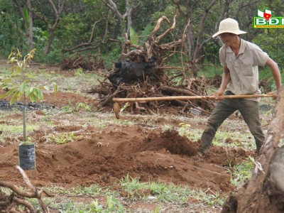 Trồng sầu riêng sau khi chặt, phá cây điều, ngành chức năng Đắk Nông cảnh báo điều này