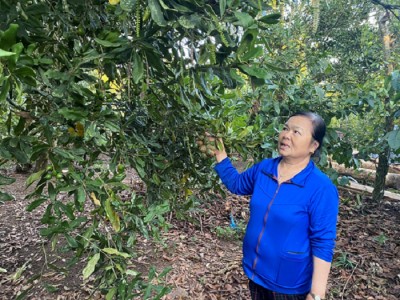 Cho cây sầu riêng 