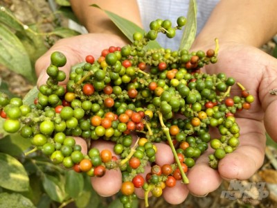 Độc đáo trồng tiêu sạch núi Cấm, làm không đủ bán