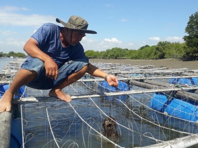 Vì sao Việt Nam vẫn phải nhập con giống từ Trung Quốc dù có lợi thế về nuôi nhuyễn thể?