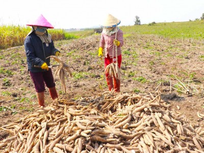 Trung Quốc đột nhiên tăng mua một loại nông sản của Việt Nam để trộn vào thức ăn chăn nuôi, là thứ gì?