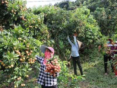 Việt Nam luôn tạo điều kiện cho thương nhân Trung Quốc nhập cảnh thu mua vải thiều