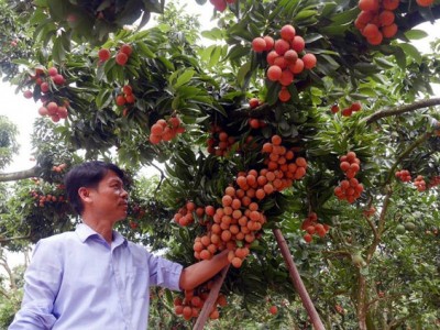 32 năm trồng thứ vải thiều kiểu lạ, bán đắt nhất Việt Nam của một nông dân Sán Dìu ở Bắc Giang