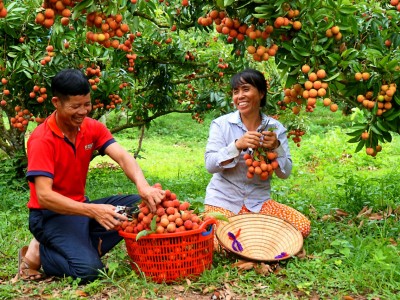 Khu vườn của một ông nông dân Bắc Giang có gì lạ mà có ngày đón cả trăm khách đến chụp ảnh, check in?