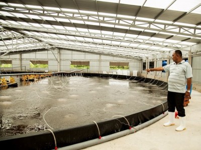 Nuôi tôm công nghệ cao ở Bến Tre, năng suất đạt 70-90 tấn/ha, thu lợi hơn 25 tỷ/năm