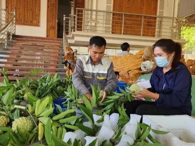 Vùng đất ở Sơn La dân hối hả cắt na Thái, na sầu riêng, trái nào cũng to, cầm nặng tay, thương lái cân hết