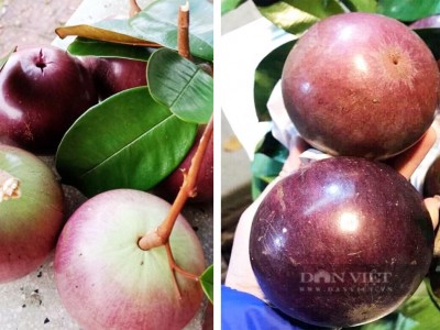 Trồng vú sữa tím, hái toàn trái to mọng, bán sang thị trường Mỹ, nông dân Sóc Trăng trúng hàng trăm triệu