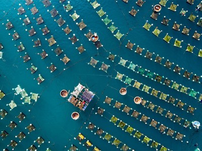 Mô hình phòng trị bệnh trên tôm hùm nuôi đạt hiệu quả