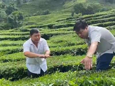 Những đồi chè đẹp như mơ khiến dân 