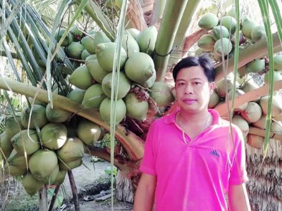 Vườn dừa giống lạ, cây thấp tè đã đeo oằn trái, đẹp như phim đang 