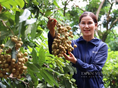 Biến đồi hoang thành vườn nhãn bạc tỷ, thiên hạ đi qua ai cũng khen tấm tắc bà nông dân Sơn La