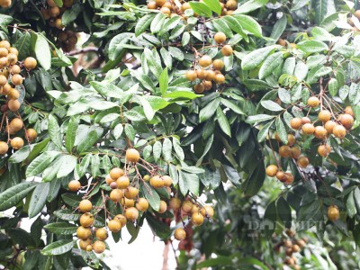 Nông dân Sơn La làm giàu nhờ trồng đủ thứ cây ăn quả trên sườn đồi