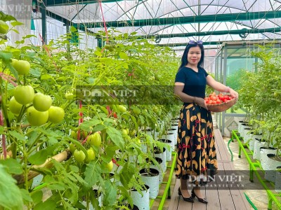 Nữ Giám đốc ở Bắc Kạn trồng rau sân thượng, nuôi cá Koi đẹp như phim, hễ post ảnh vạn người mê