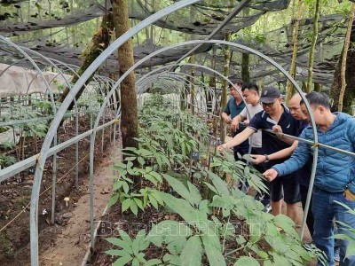 Lai Châu đang trồng thứ sâm gì mà thuộc hàng quý nhất thế giới, bán củ sâm này tới 80-100 triệu/kg?