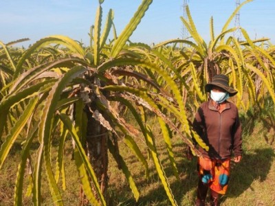 Phá bỏ thanh long, nông dân loay hoay chưa biết trồng gì