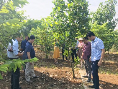 Nông thôn mới nâng cao ở Thị xã Thái Hòa của Nghệ An, vườn mẫu, hàng rào đẹp, đường làng sạch, nông dân vui