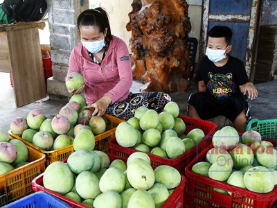 Nông dân trồng xoài Úc to bự ở Khánh Hòa buồn thiu, mùa xoài đìu hiu, thiệt đơn thiệt kép