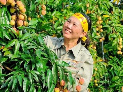 Mỹ, Trung Quốc, Nhật Bản gom lượng lớn, 9 loại nông sản của Việt Nam tăng ngay giá xuất khẩu