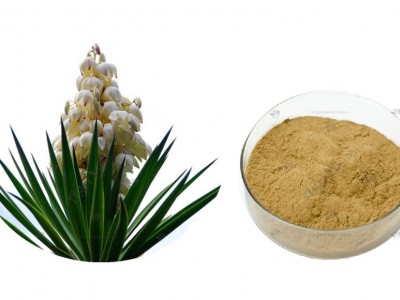 Kết hợp chiết xuất Yucca và nấm men trong nuôi cá rô phi